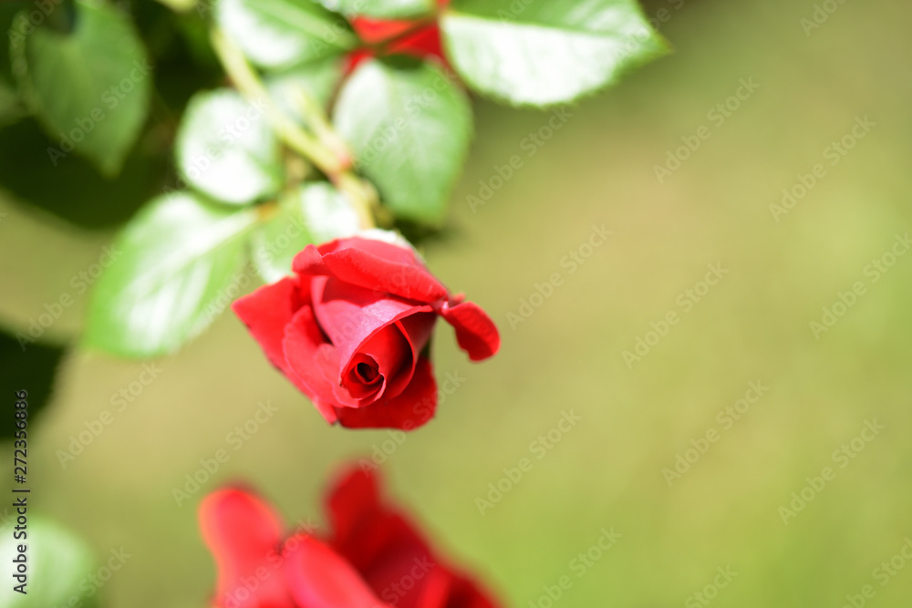 Fototapeta premium Beautiful red rose flower in summer garden on a bright sunny day
