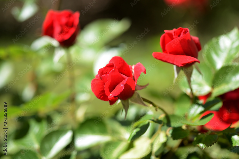 Beautiful red rose flowers in summer garden on a bright sunny day Beautiful red rose flowers in summer garden on a bright sunny day