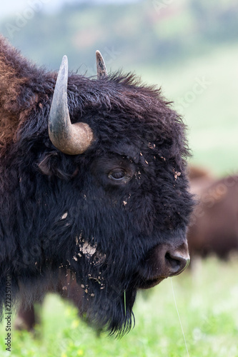 Close Up Bison Portrait