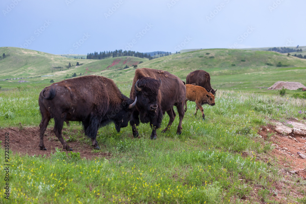 Bison Bull Strength Contest