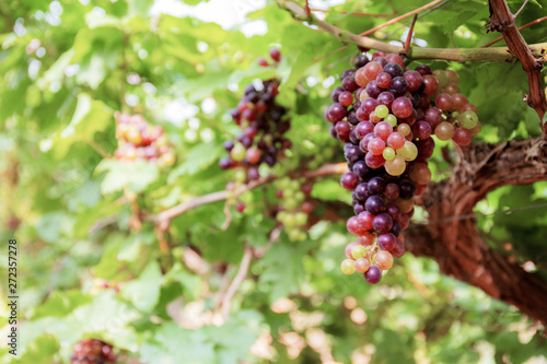 Grapes on tree at sunlight.