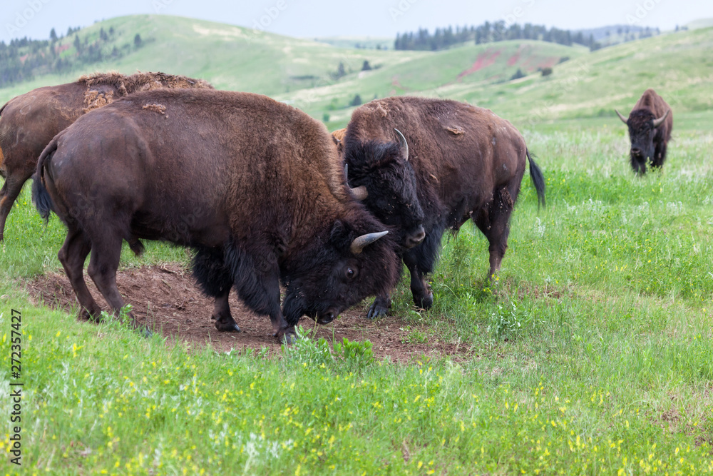 Bison Bull Strength Contest