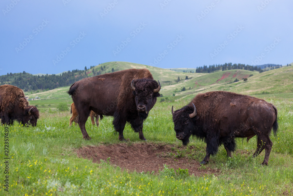 Two Bison Bulls Looking to the Side Two Bison Bulls Looking to the Side