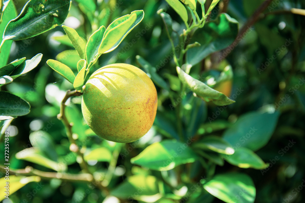 Obraz premium Orange on tree at sunlight.