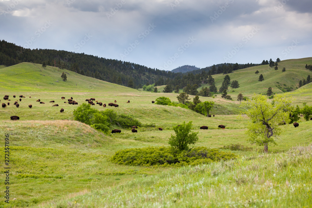 Bison Herd on a Hillside
