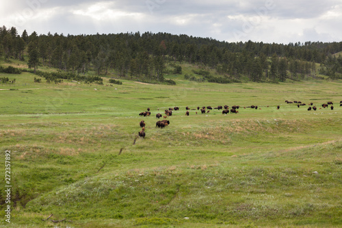 Trail of Bison on the Prairie © tamifreed