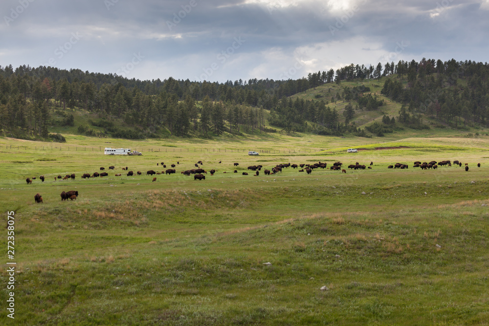 Fototapeta premium Prairie Full of Bison