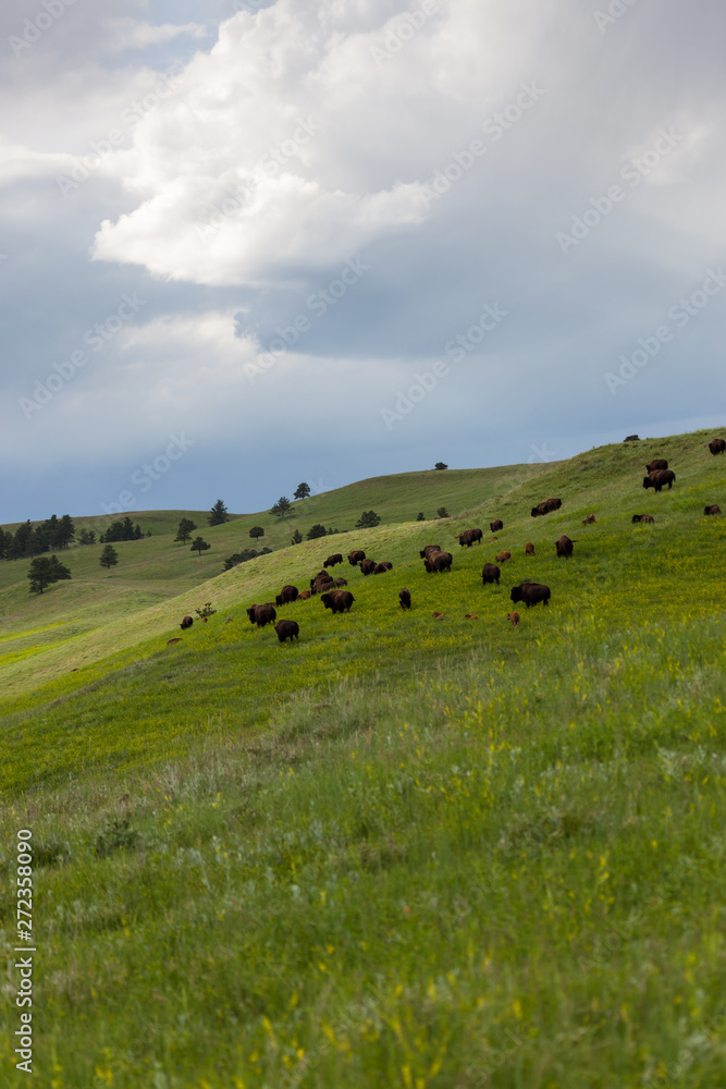 Bison Herd on a Hillside