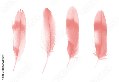 Beautiful group soft pink feather isolated on white background © nadtytok28