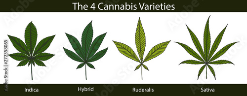Set of cannabis by hand drawing.Beautiful green leaf on white background.Leaf vector graphics design art highly detailed in line art style.