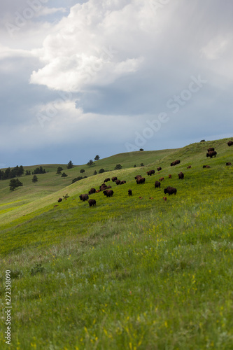 Bison Herd on a Hillside