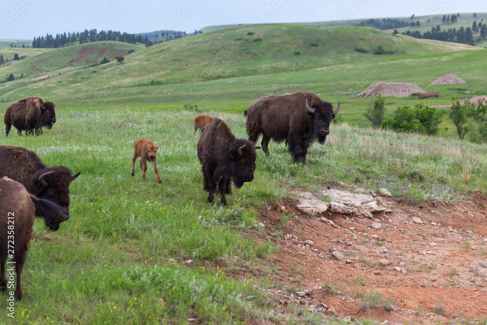 Newborn Baby Bison with Family