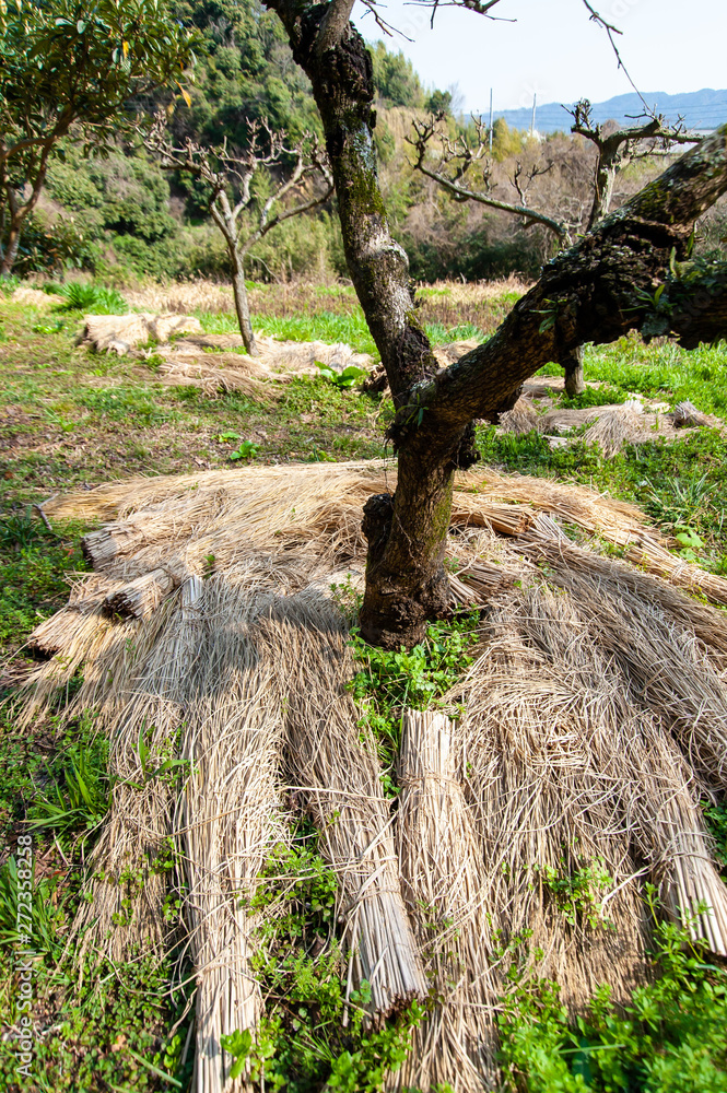 桜の木の幹を保護するための藁 Stock 写真 Adobe Stock