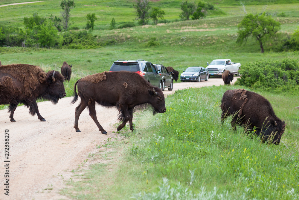 Bison Crossing a Road