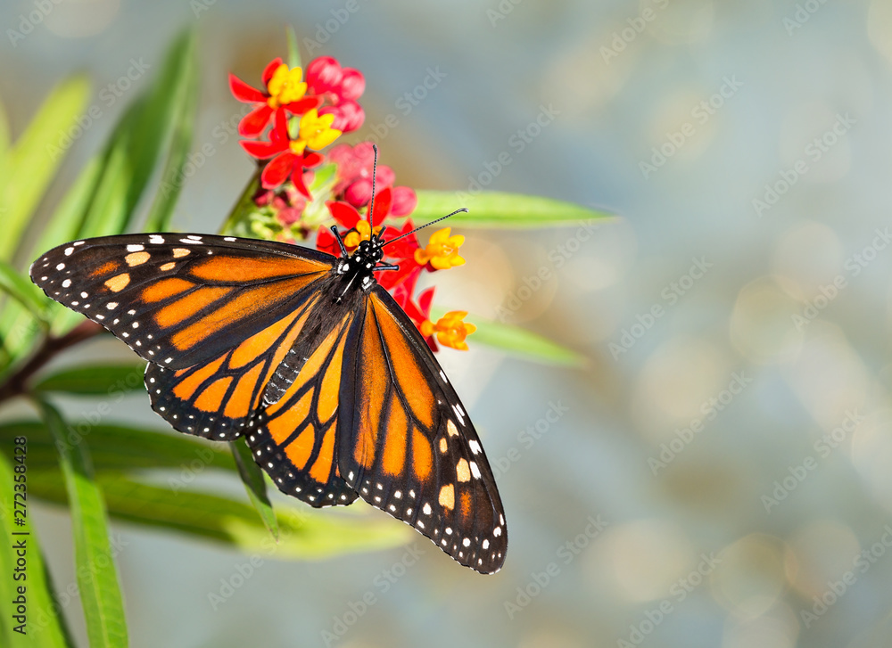 Fototapeta premium Newly emerged Monarch butterfly feeding on tropical milkweed flowers