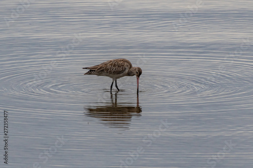 Bar-tailed godwit - migratory birds in the river