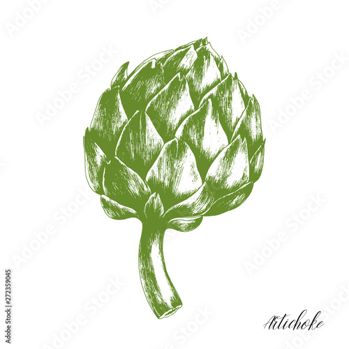Hand drawn fresh green artichoke. Vector illustration of healthy vegetarian food.
