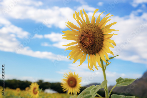 Sunflower at blue sky.