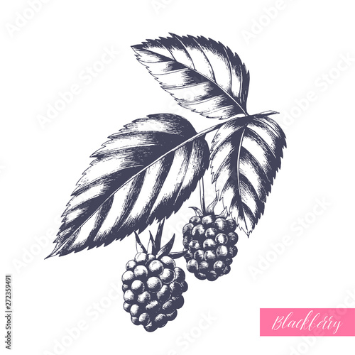 Hand drawn illustration of blackberry on a branch with leaves isolated on white background. Vector engraving fruit sketch.