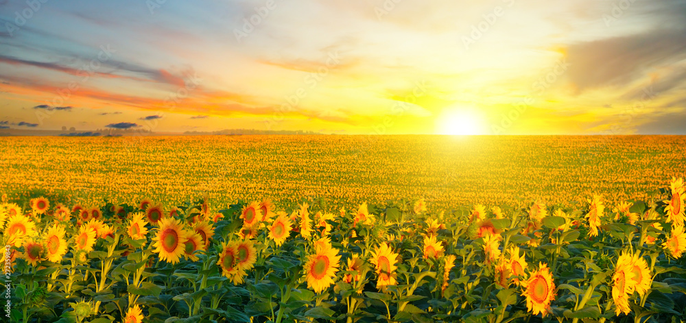 Field of blooming sunflowers and sunrise. Wide photo.