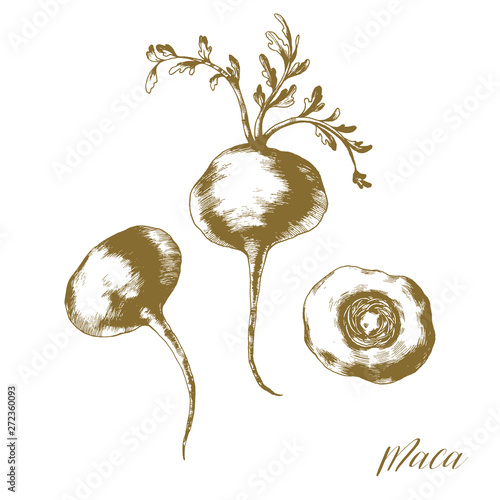 Hand drawn maca root with leaves. Vector illustration of healthy vegetarian superfood.