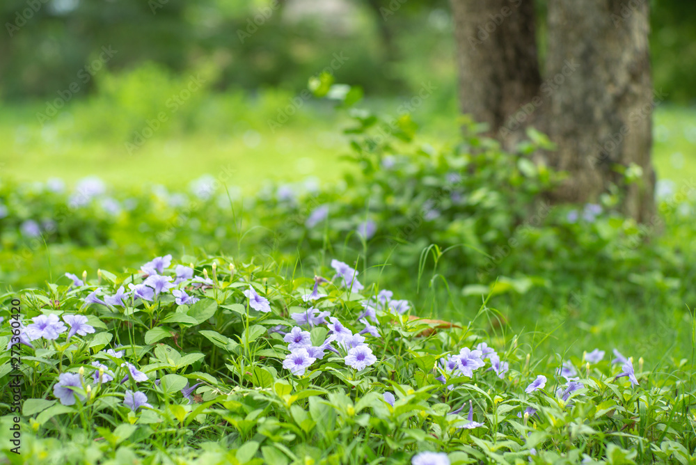 Landscape field of little purple blossom flowers and green bush in outdoor ground with blurred old tree in background