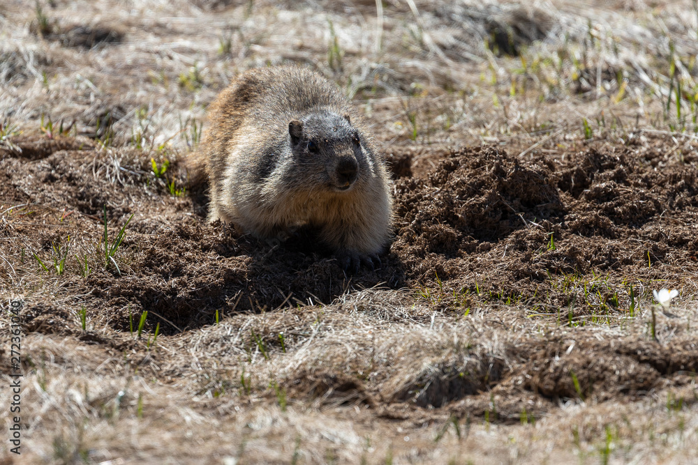 marmot for observation in front of his burrow marmot for observation in front of his burrow