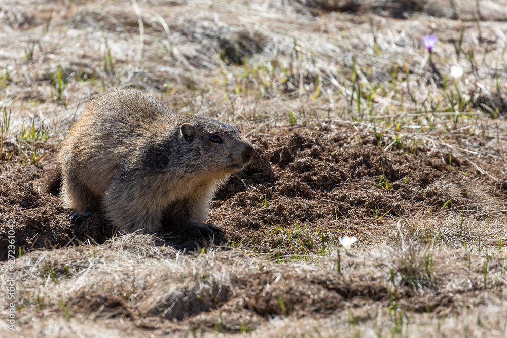 marmot for observation in front of his burrow marmot for observation in front of his burrow