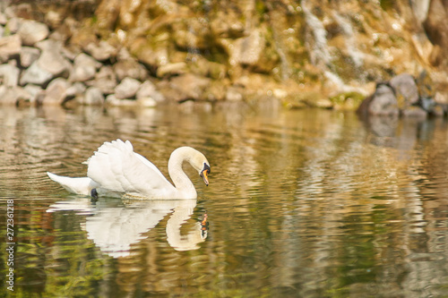 swan lake
