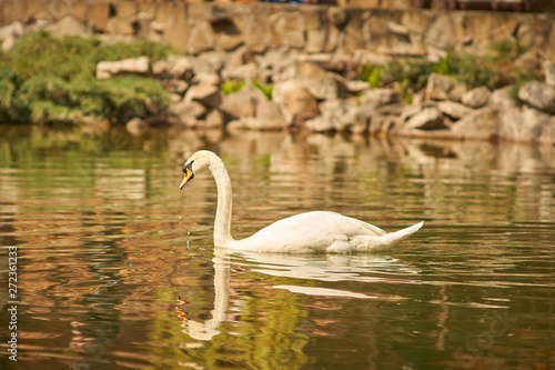 swan lake