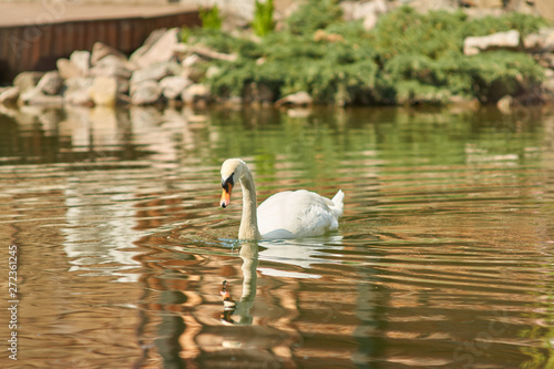 swan lake