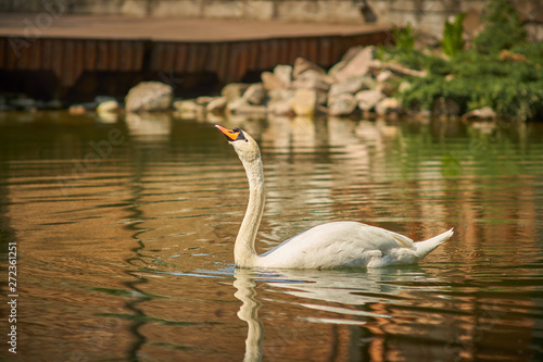 swan lake