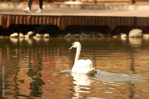 swan lake