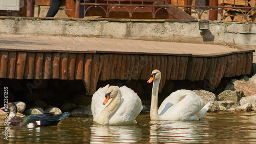 swan lake
