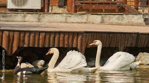 swan lake