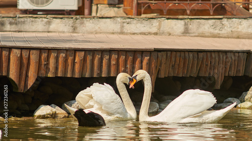 swan lake