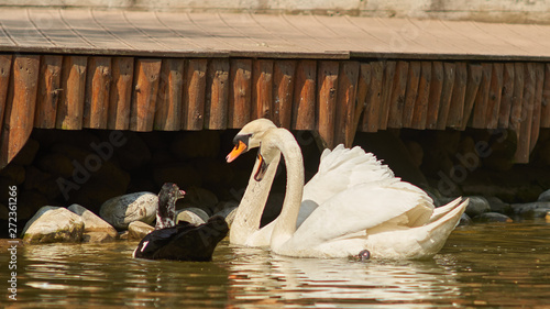 swan lake