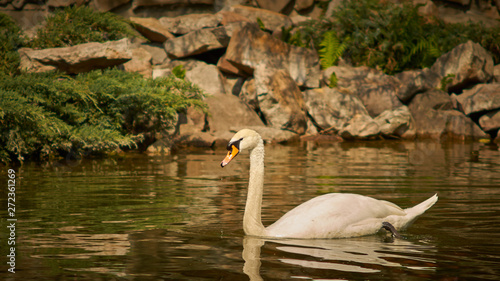 swan lake