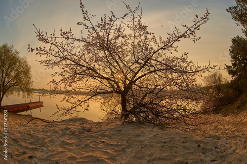 sunset sunrise tree sand beach