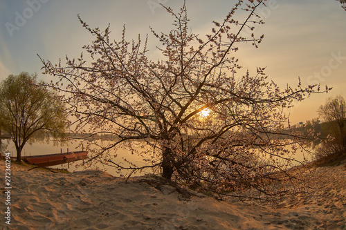 sunset sunrise tree sand beach