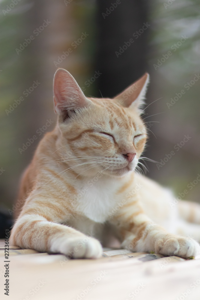 portrait of a cat, cat lying on the table