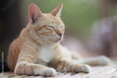 portrait of a cat, cat lying on the table