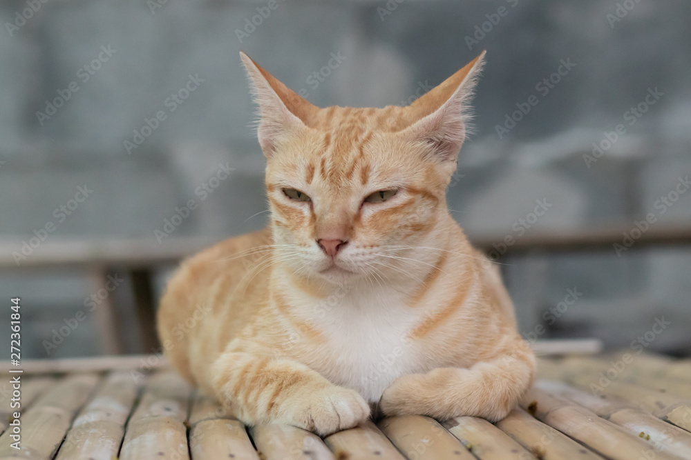 Naklejka premium portrait of a cat, cat lying on the table