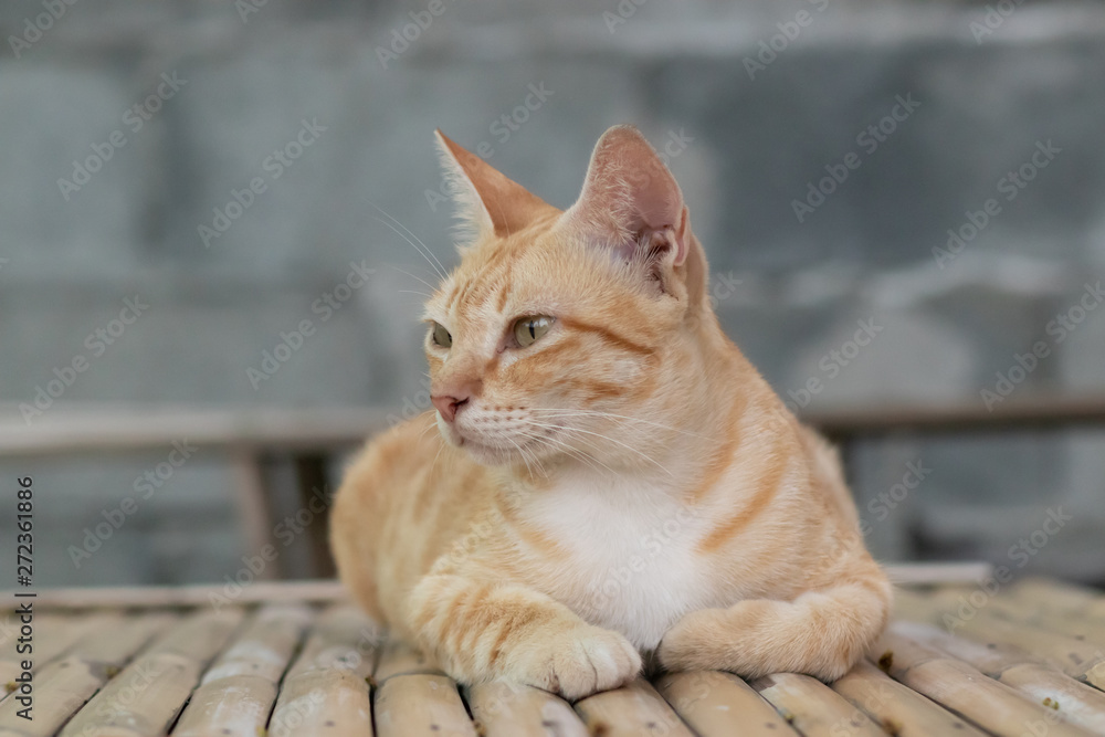 Naklejka premium portrait of a cat, cat lying on the table