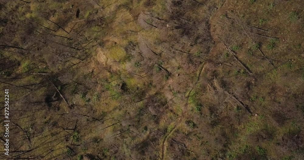 Forest regrowing in Paradise, California after the 2018 wildfires (aerial view) Forest regrowing in Paradise, California after the 2018 wildfires (aerial view)