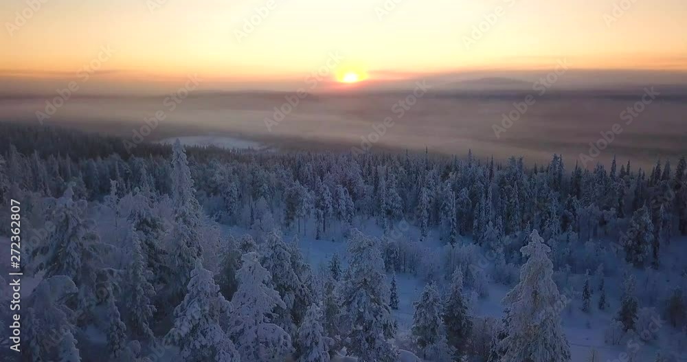 Aerial, drone shot, closely over snow covered, tykkylumi trees, towards the sunset, on a sunny, winter evening, in Salla, Lapland, North Finland Aerial, drone shot, closely over snow covered, tykkylumi trees, towards the sunset, on a sunny, winter evening, in Salla, Lapland, North Finland