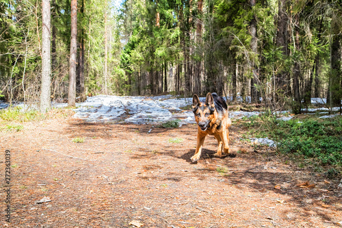 Dog German Shepherd in the forest in an early spring