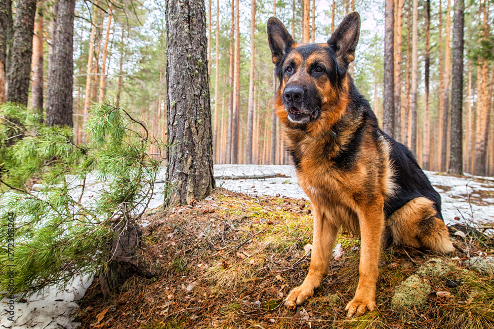 Dog German Shepherd in the forest in an early spring Dog German Shepherd in the forest in an early spring