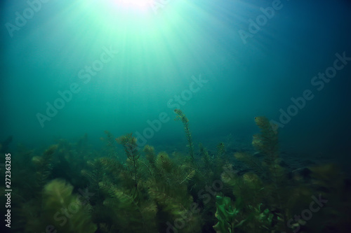 underwater green landscape / nature underwater eco ecology lake, wild diving © kichigin19