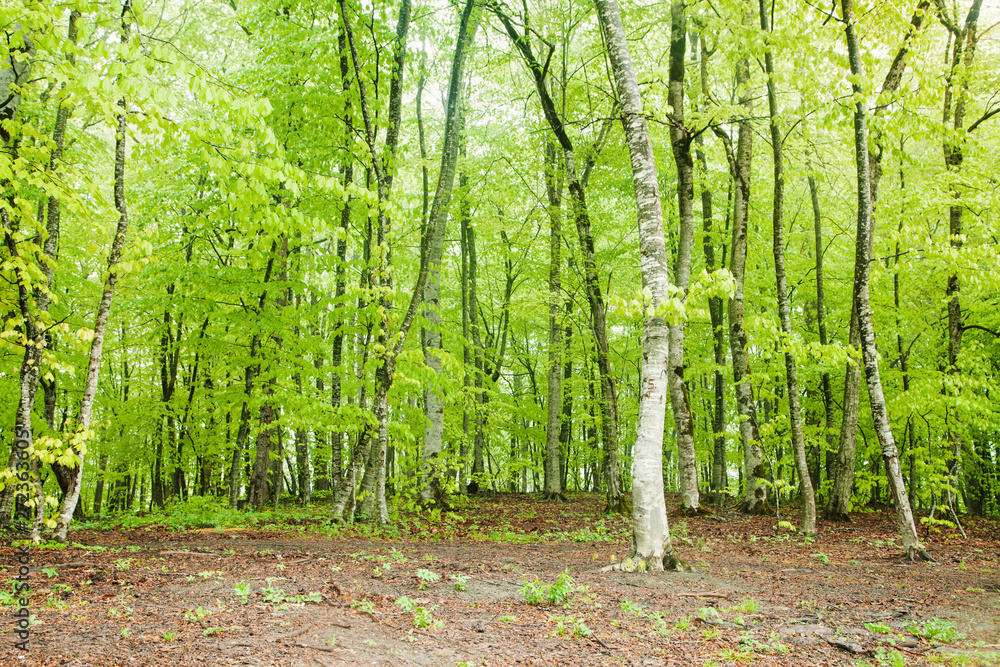 Obraz premium Beautiful view. Forest in spring